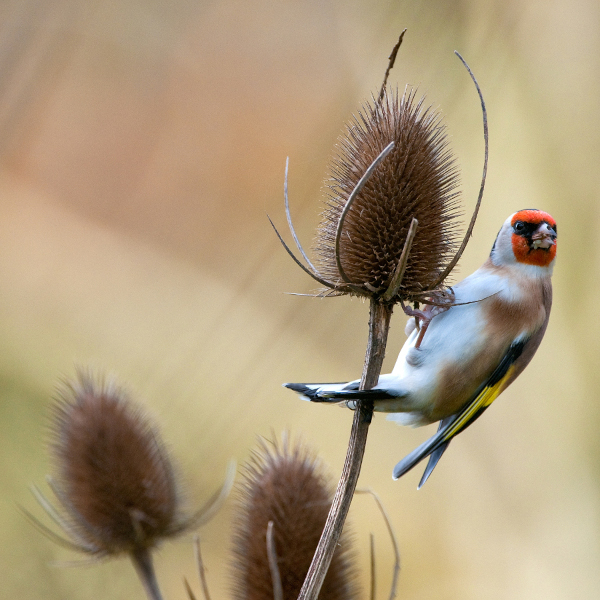 Chardonneret &eacute;l&eacute;gant (Carduelis carduelis) recherchant des graines sur une t&ecirc;te de card&egrave;re &copy; Jean-Jacques Carlier